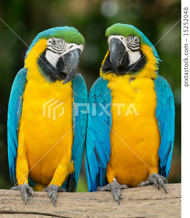 parrot bird parrot bird 15252048