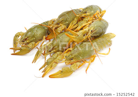 crawfish crawfish 15252542
