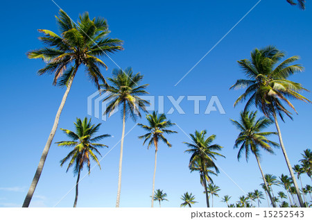 Palm tree Palm tree 15252543