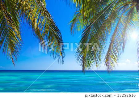 tropical sea tropical sea 15252616