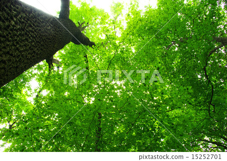 green leaves 15252701