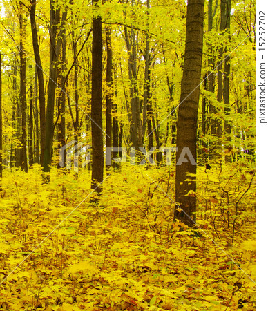 autumn forest 15252702