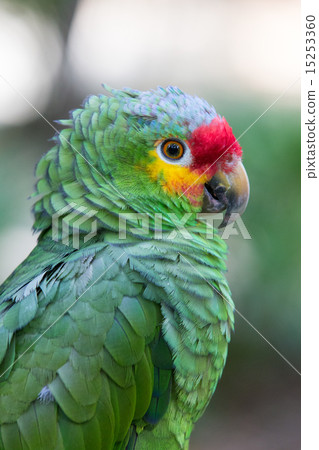 parrot 15253360