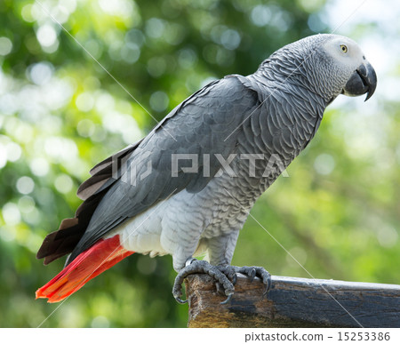 parrot bird parrot bird 15253386