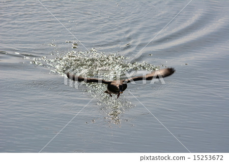 spot billed duck duck water background stock photo 15253672