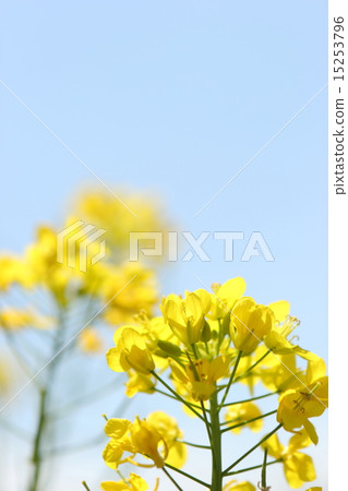 強姦開花 15253796