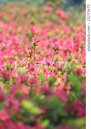 盛開的粉紅色杜鵑花 15255675