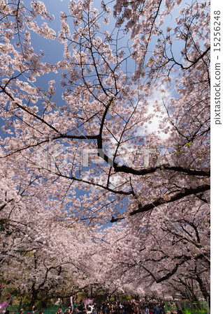 櫻花盛開的上野公園 櫻花盛開的上野公園 15256248