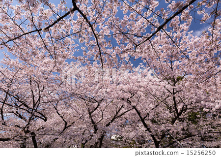櫻花盛開的上野公園 櫻花盛開的上野公園 15256250