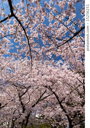 櫻花盛開的上野公園 櫻花盛開的上野公園 15256251