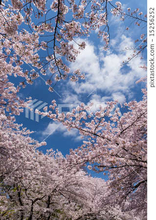 櫻花盛開的上野公園 櫻花盛開的上野公園 15256252