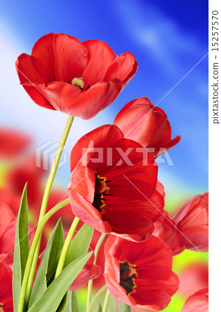 Flower field 15257570