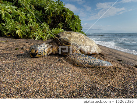 Green Turtle on the beach in Hawaii Green Turtle on the beach in Hawaii 15262386