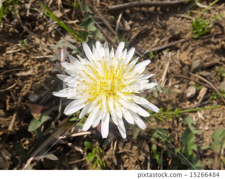 白色香蕉蒲公英 白色香蕉蒲公英 15266484