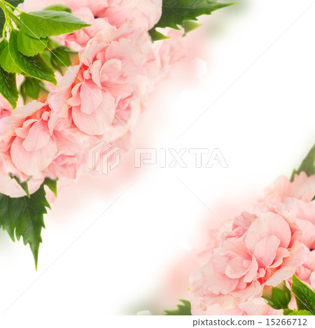 border of colorful hibiscus flowers 15266712