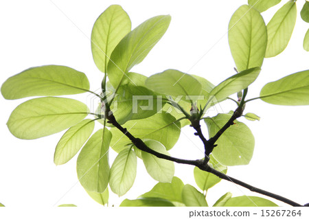 Magnolia's young leaves 15267264