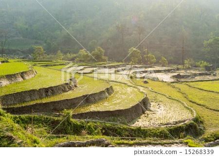 採取尼泊爾朝日的米大陽台 15268339