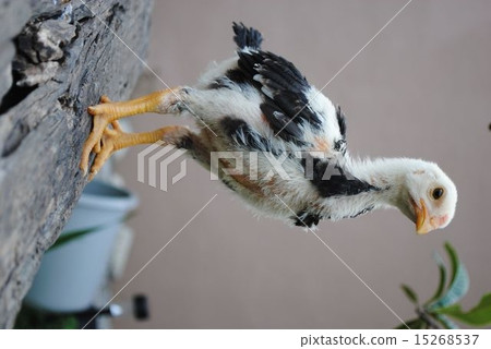 Tauchy chicks 25 days after birth Tauchy chicks 25 days after birth 15268537