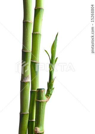 bamboo leaves 15268804