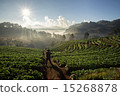 Strawberry Farm with Photographer at Doi Ang Khang 15268878