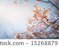 Wild Himalayan Cherry. 15268879