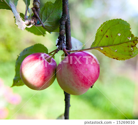 apples on apple-tree branches apples on apple-tree branches 15269010