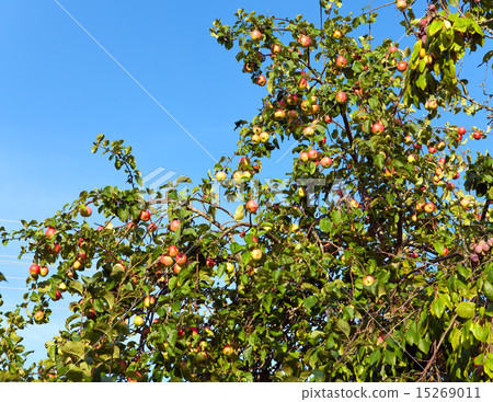 apples on apple-tree branches.. apples on apple-tree branches.. 15269011