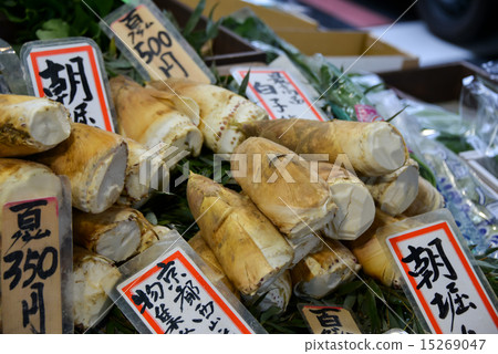 早上挖竹筍 早上挖竹筍 15269047