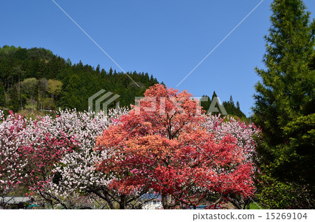 Hanamo no Sato 15269104