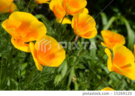 加州罌粟 15269120