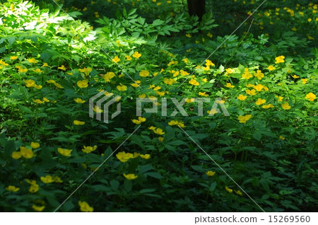 A group of Yamazuki grass 15269560