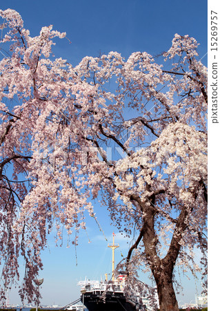 Branded cherry blossoms and Hikawa Maru 15269757