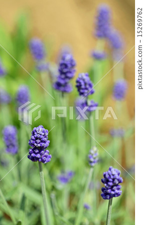 lavender 15269762