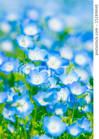 Nemophila Nemophila 15269848