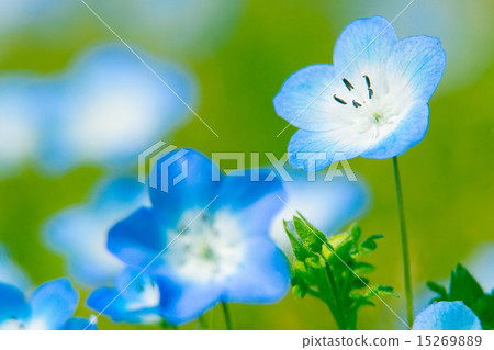 Nemophila 15269889