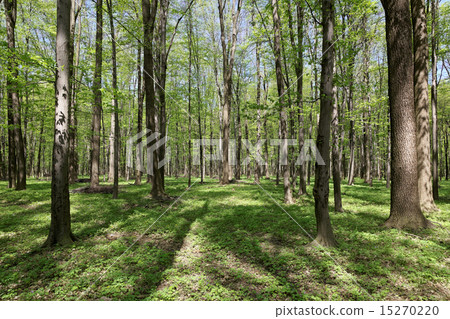 Green forest on a sunny day. 15270220