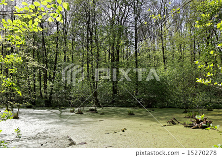 Green trees in the swamp on a sunny day. Green trees in the swamp on a sunny day. 15270278