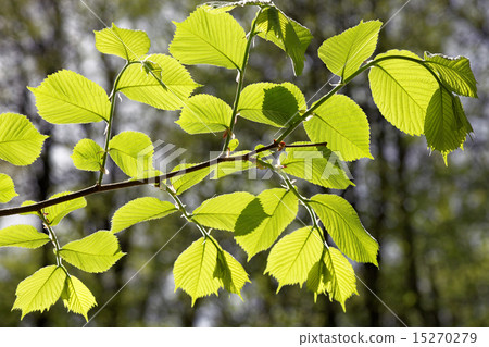 Green deciduous forest on a sunny day. Green deciduous forest on a sunny day. 15270279