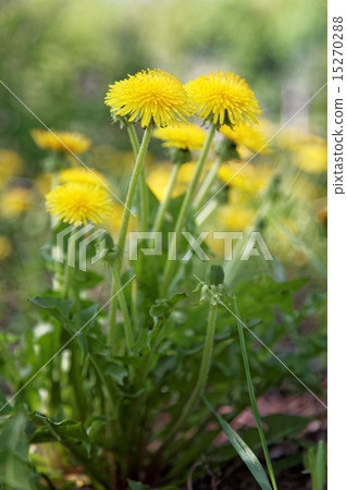 Dandelions on a background of flowers and grass. Dandelions on a background of flowers and grass. 15270288