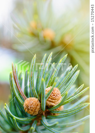 Fresh pine tree sprout 15270443