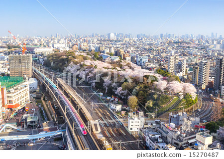 新幹線和櫻桃樹東京 15270487