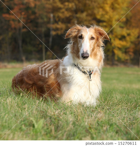Gorgeous barzoi in autumn 15270611