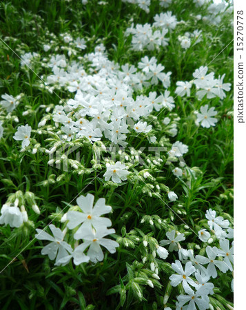 白花 白花 15270778