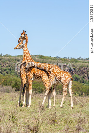 three giraffes herd in savannah 15270812
