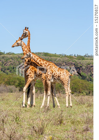 three giraffes herd in savannah three giraffes herd in savannah 15270817