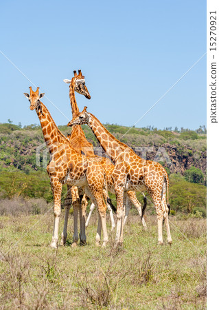 three giraffes herd in savannah three giraffes herd in savannah 15270921