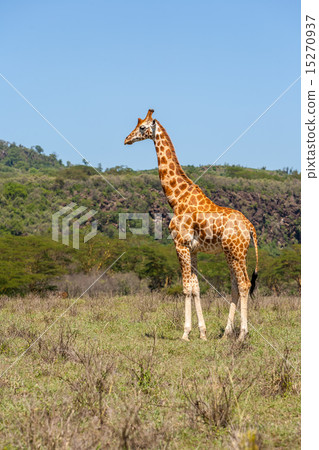 giraffe on a background of grass giraffe on a background of grass 15270937
