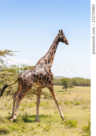 giraffe on a background of grass 15270960