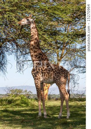 giraffe on a background of grass giraffe on a background of grass 15270964