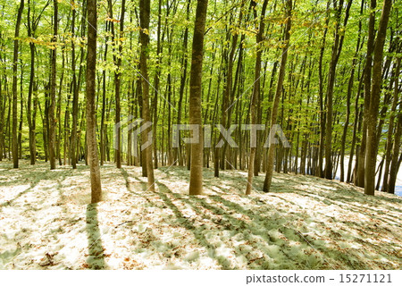 新鮮的綠色山毛櫸森林 新鮮的綠色山毛櫸森林 15271121
